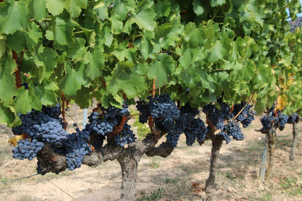 Blau Mari 202 Διαμέρισμα Cambrils Εξωτερικό φωτογραφία